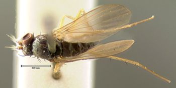Media type: image;   Entomology 13013 Aspect: habitus dorsal view